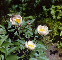 Chinese Peony